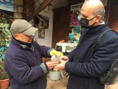 Kuşadasında yaralı atmaca ve porsuk tedavi altına alındı