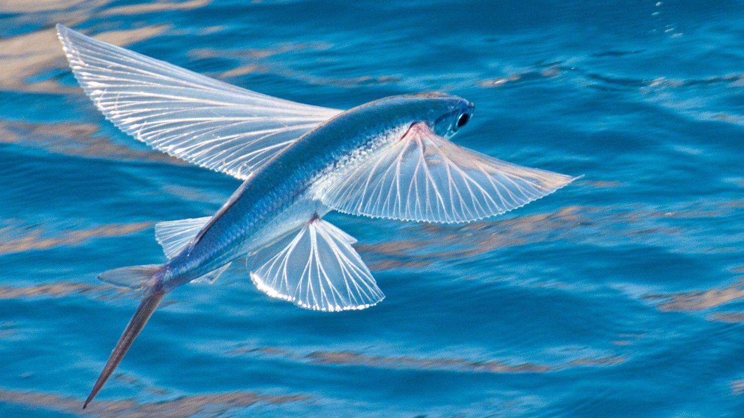 Rüyada Uçan Balık Görmek Ne Anlama Gelir, Neye İşarettir? Anlamı