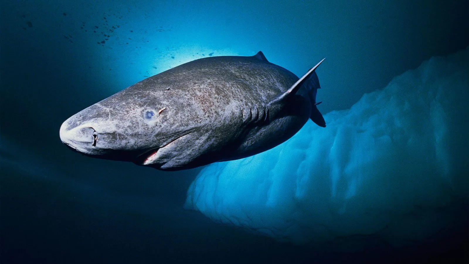 Yüzyıllarca yaşayabilen Grönland köpekbalığı Karayipler’de kendisini gösterdi.